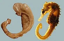 Hippocampus of the brain to the left and a seahorse to the right resembling each other